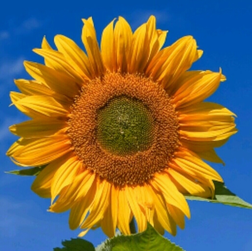 Meet your Posher, Fiji